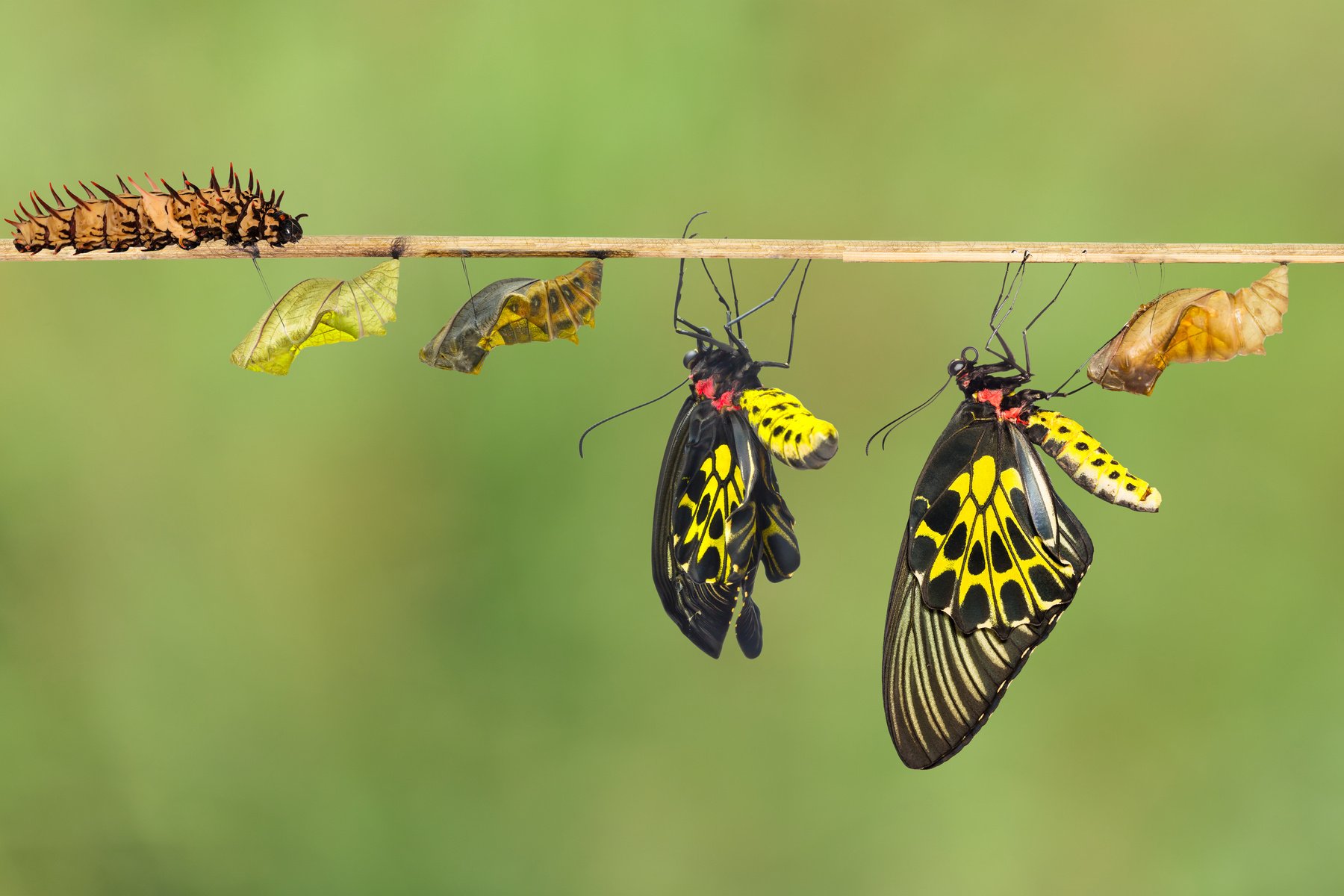 Life cycle of female common birdwing butterfly