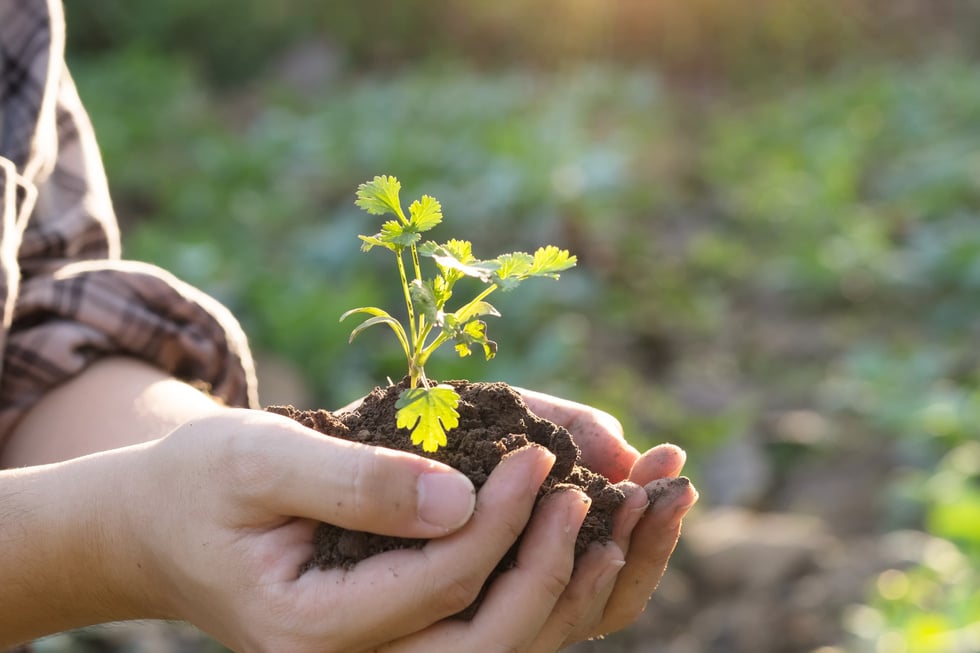 Hand hold Soil cultivated dirt agriculture.