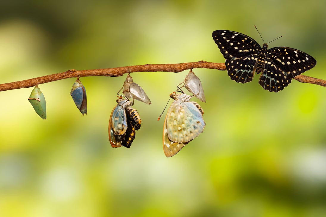 Transformation of Common Archduke butterfly emerging from chrysalis