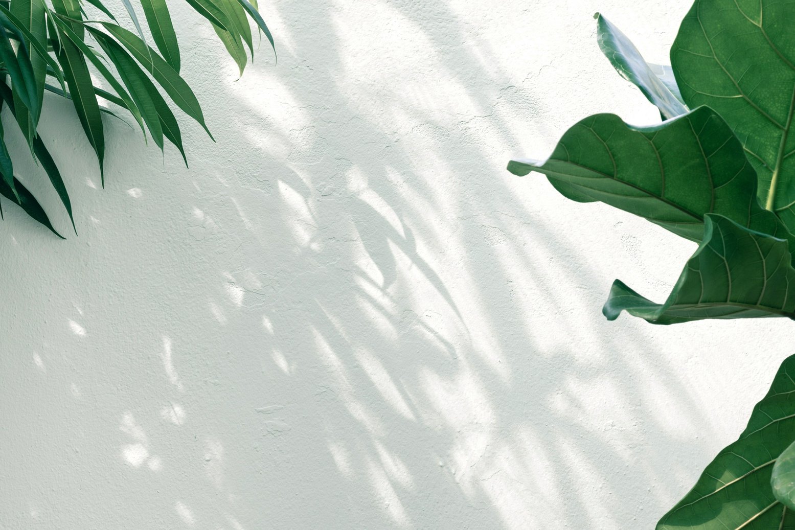 Plants and white background